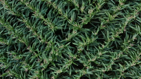 Low falling shot cornfield at sunset Stock Footage 140065793