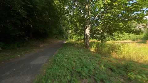 Low Fast Aerial Flythrough Along Forest Hiking Trail Stock Footage 341830034
