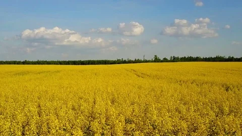 Low flight above blooming yellow rapeseed field at sunny day, aerial view. 스톡 동영상 76399361