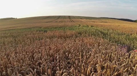 Low flight above crop field, aerial panoramic view. Video stock 40806924