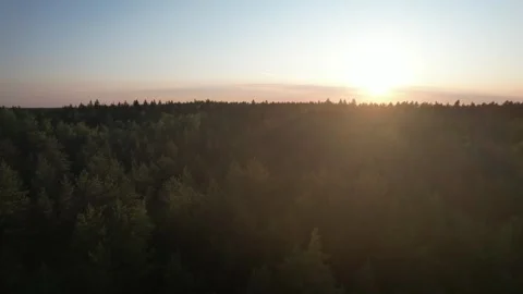 Low flight above a forest towards sunset Stock Footage 244700059