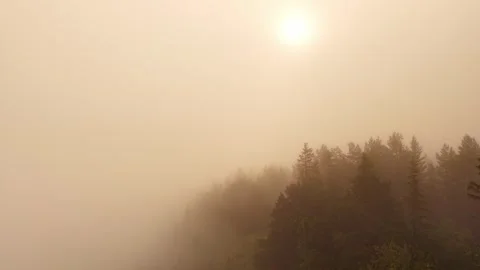 Low Flight Above Misty Pine Forest at Sunrise – Part 2 Stock Footage 318476928