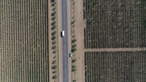 Low flight above old road between vineyard fields Video stock 141082255