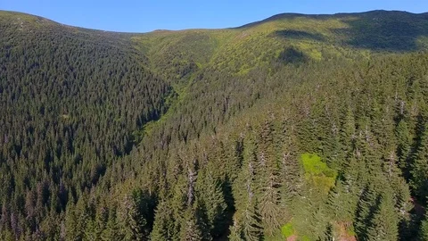 Low flight above pine  forest in mountains Stock Footage 79993015