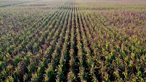Low flight above ripe corn field at sunny day. Stock Footage 160758515