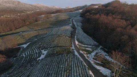 Low flight above snow covered tea glade Stock Footage 101835280