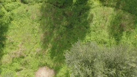 Low flight above trees Stock Footage 106342320