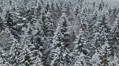 Low flight above winter forest on the north, aerial view. Stock Footage