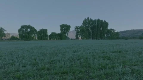Low flight across a green field at dawn 3 Stock Footage 255010107