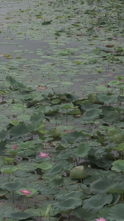 Low Flight Aerial Over Lotus Flowers and Leaves Stock-Footage 343578259