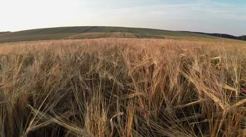 Low flight and takeoff above wheat field at sunset, aerial view. 스톡 동영상 40853338
