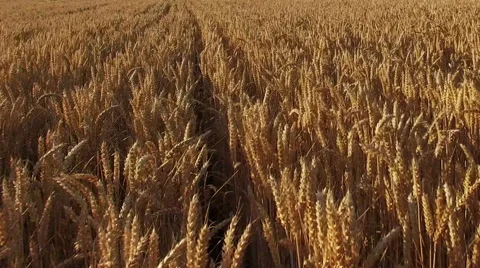 Low flight and takeoff above golden crop field at sunset, aerial panoramic view. 動画素材 56206596