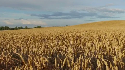 Low flight and takeoff above crop field at sunset, aerial panoramic view. Stock Footage 75667672