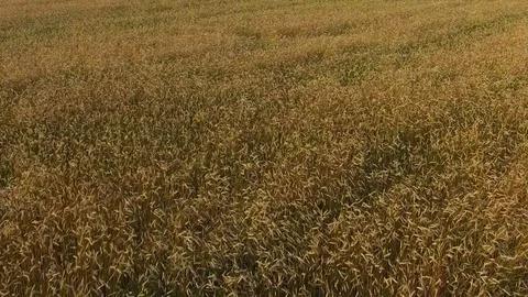 Low flight and takeoff above crop field at sunset, aerial panoramic view. Stock Footage 75667754