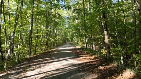 Low Flight Backward Through Forest Trail on 9 Mile Portage Video stock 318197474