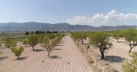 Low flight between parallel trees next to a dry lagoon Stock-Footage 210439832
