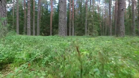 Low flight between trees in forest Stock Footage 99119130