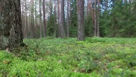Low flight between trees in forest Stock Footage 99119134