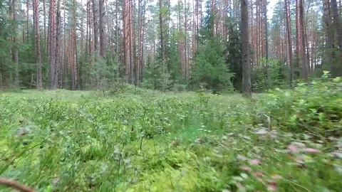 Low flight between trees in forest Stock Footage 99119170