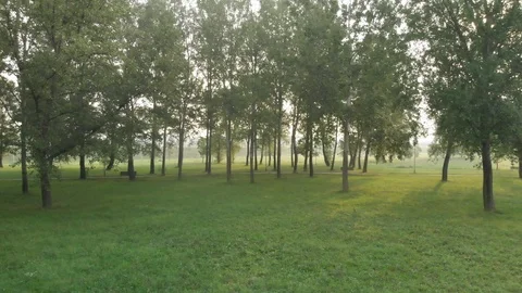 Low flight in between trees with sun in background Stock Footage 115721765