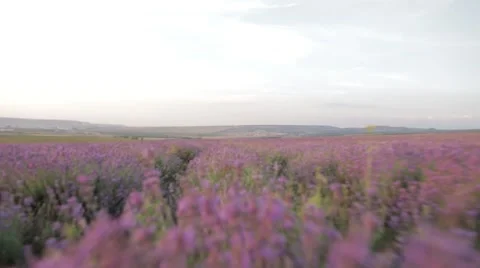 Low-flight camera over lavender field Stock Footage 48812406