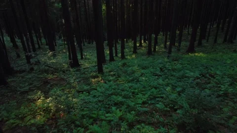 Low flight with drone near trees Stock-Footage 222365360