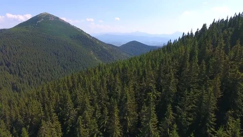 Low flight drone over green pine forest in Ukrainian mountains Stock Footage 79497582
