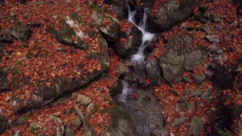 Low flight with a drone over a stream in an autumn forest Video stock 221442246