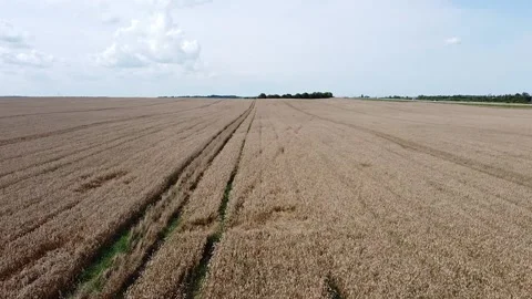 Low flight on a drone over a wheat field Stock Footage 159062617