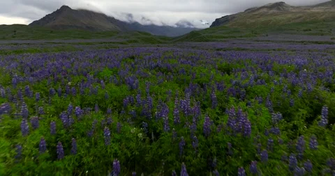 Low Flight Drone View of Lupine Field and Mountains in Iceland 스톡 동영상 334418625