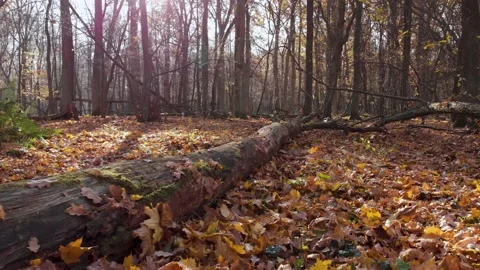 Low flight near fallen tree trunk over colorful leaves Stock Footage 196228784