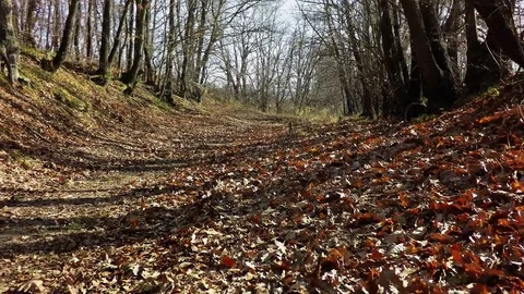 Low flight in oak forest Stock Footage 83010614