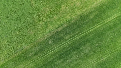 Low flight over beautiful green grass meadow Stock Footage 270457360