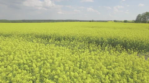 A low flight over a blooming yellow rapeseed field Video stock 63960620