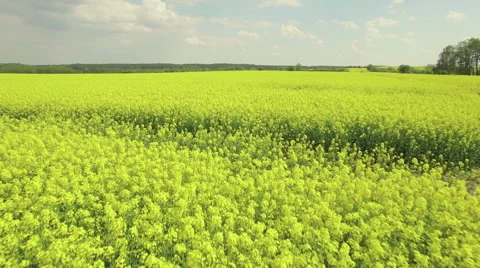 A low flight over a blooming yellow rapeseed field Video stock 63960624