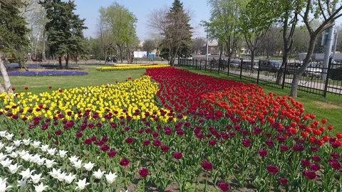 Low flight over a blossoming flowers Stock Footage 159484966