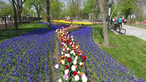 Low flight over a blossoming flowers Stock Footage 159485015