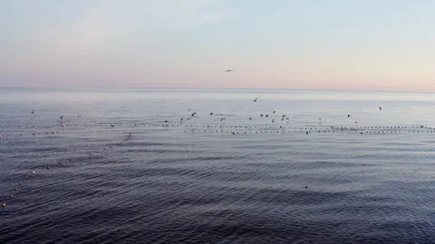 Low flight over calm Baltic Sea where herring fishing nets are laid out. Stock Footage 276528854