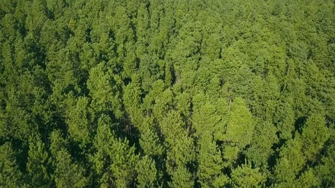 Low flight over the canopy of commercial forest with tree tops swaying Vídeo Stock 81201714
