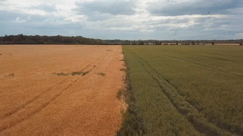 Low flight over cereal field on a cloudy summer day panoramic footage Stock Footage 94031899