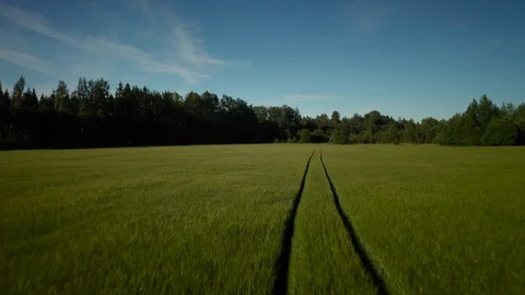 Low flight over the cereal field Stock Footage 111414880