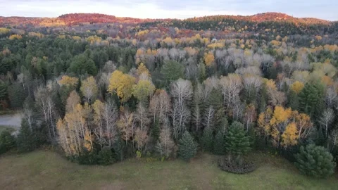 Low flight over a colorful dense forest 動画素材 141456969