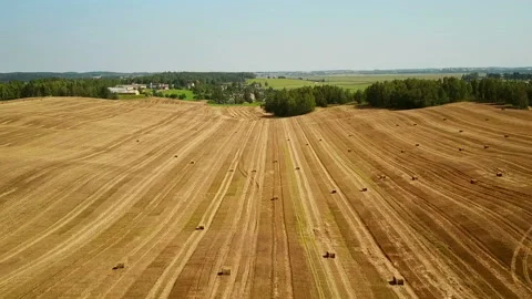 Low flight over cultivated fields with haystacks after harvesting. Aerial view. Video stock 89920277