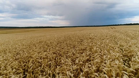 Low flight over the earworms of ripe wheat. Stock-Footage 112292660