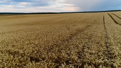 Low flight over the earworms of ripe wheat. Stock Footage 112292785