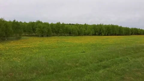 Low flight over a field of dandelions Stock Footage 133313814