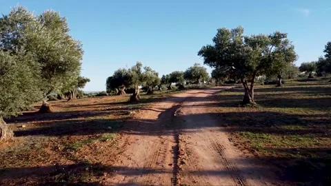 Low flight over a field of olive trees with reddish earth Stock Footage 313273003