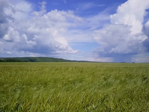 Low flight over a field of rye Stock Footage 81814018
