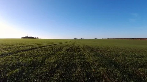 Low flight over field of wheat seedlings Stock Footage 70171996