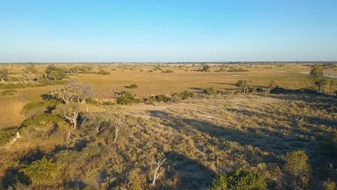 Low flight over grassy flood plains at dusk with ant hills palms and red letc Stock Footage 80866491